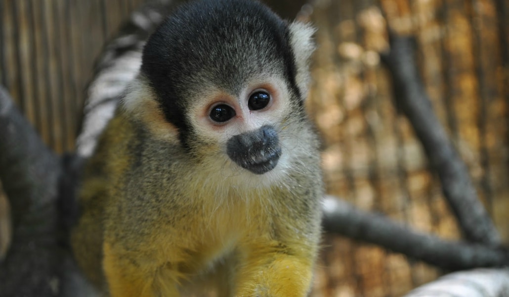 Aparece un primate protegido por Parque Amate
