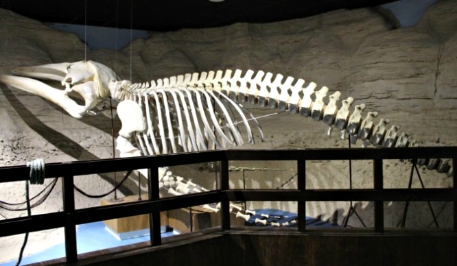Se expone el esqueleto de una ballena en Sevilla