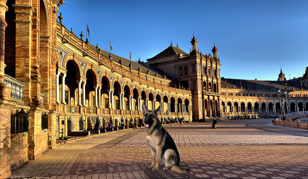 Sevilla tiene más de medio millón de mascotas