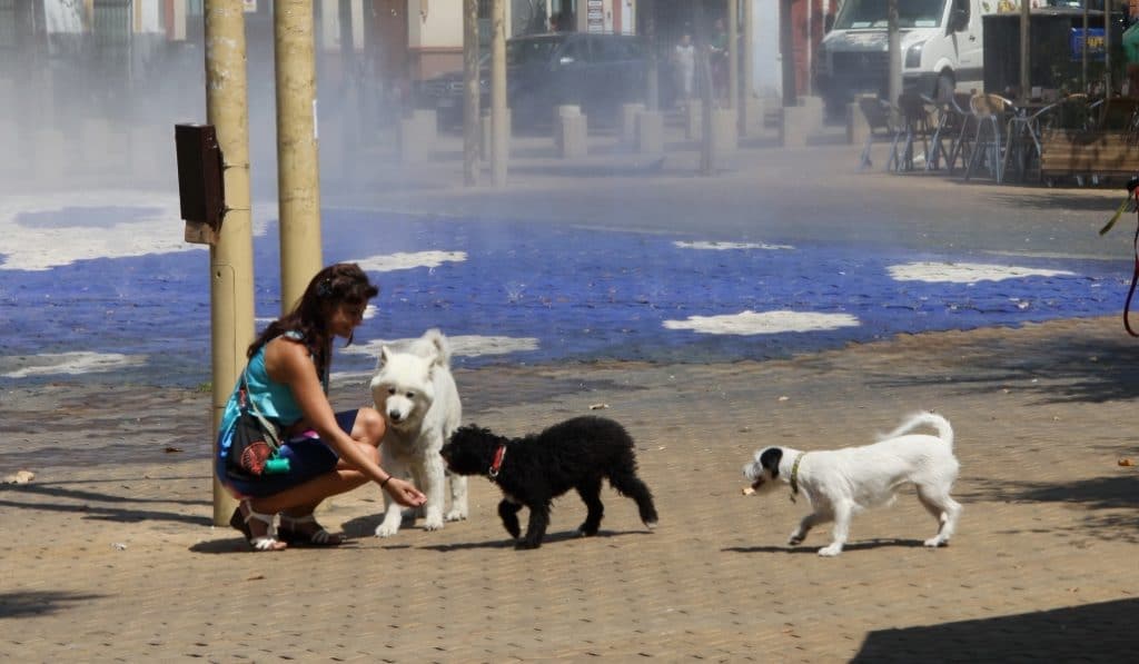 El Ayuntamiento de Sevilla exigirá limpiar el orín de las mascotas a sus propietarios