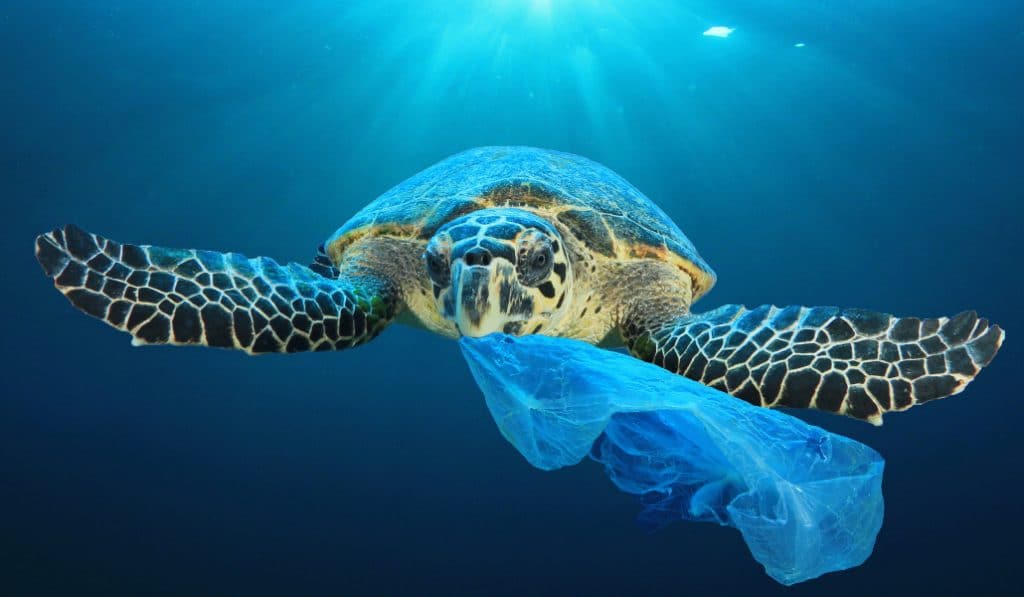 Sevilla se despide de las bolsas de plástico de un solo uso