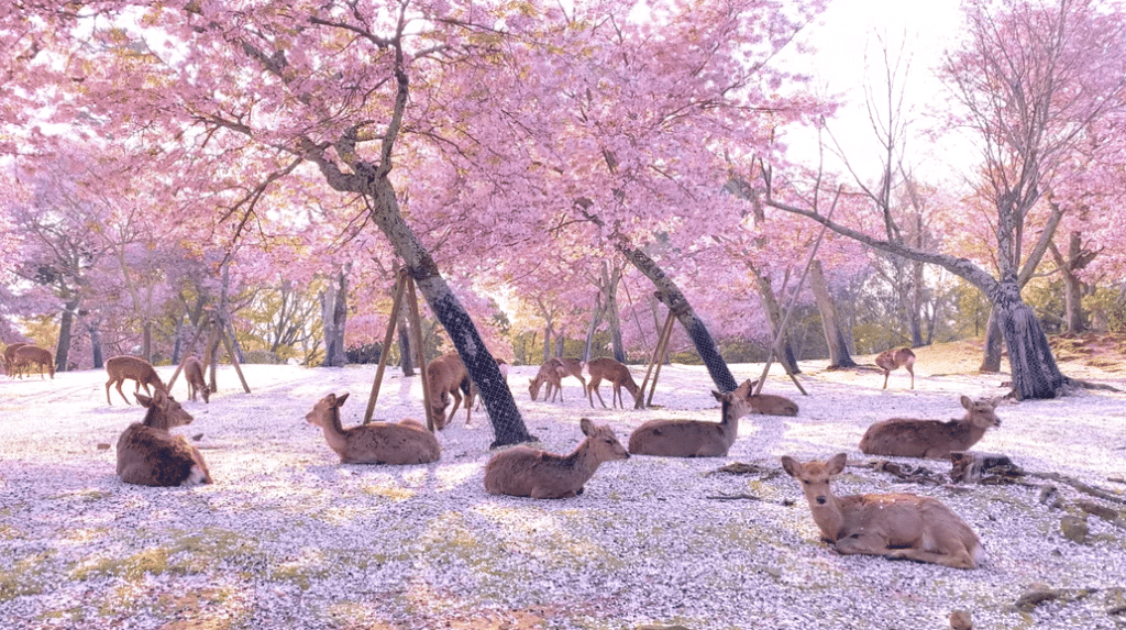 La escena mágica de ciervos bajo los cerezos en flor de un parque japonés