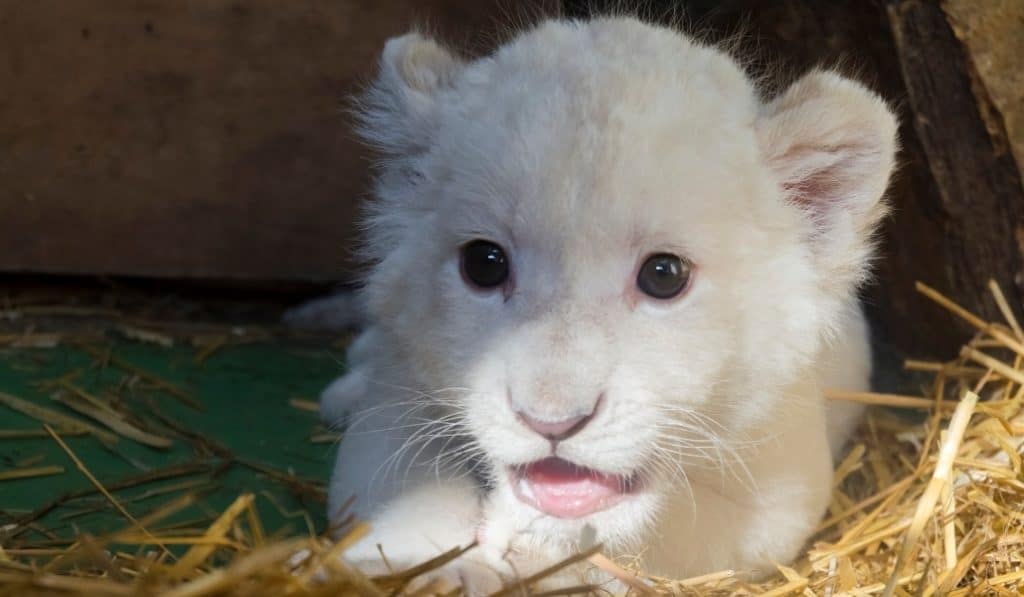 Nace en MundoPark el primer león blanco en cautividad de España