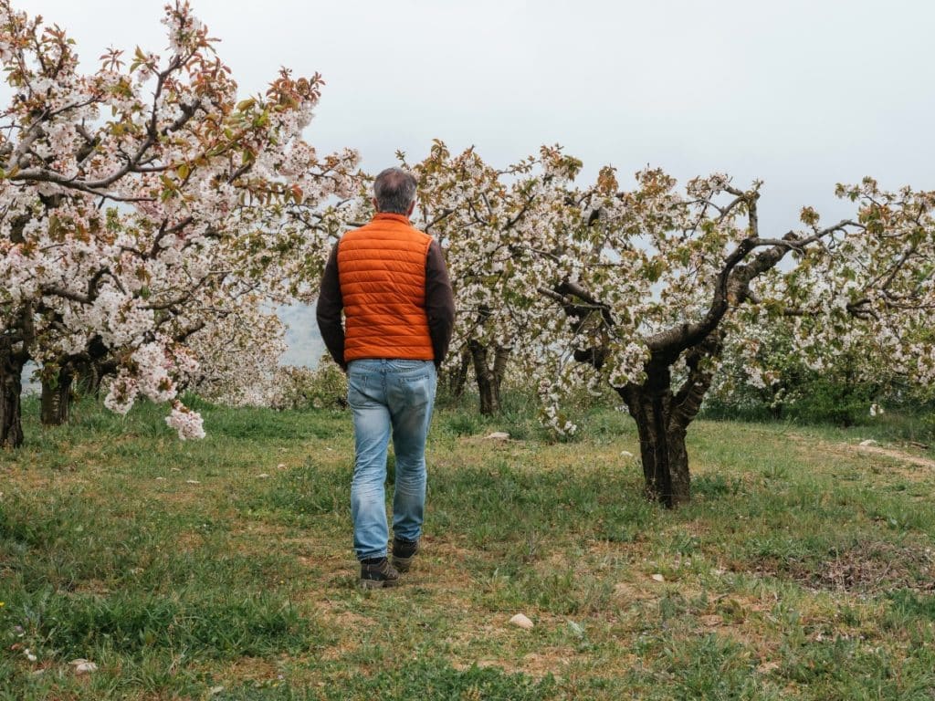 Campos de cerezo y almendro en flor Andalucía