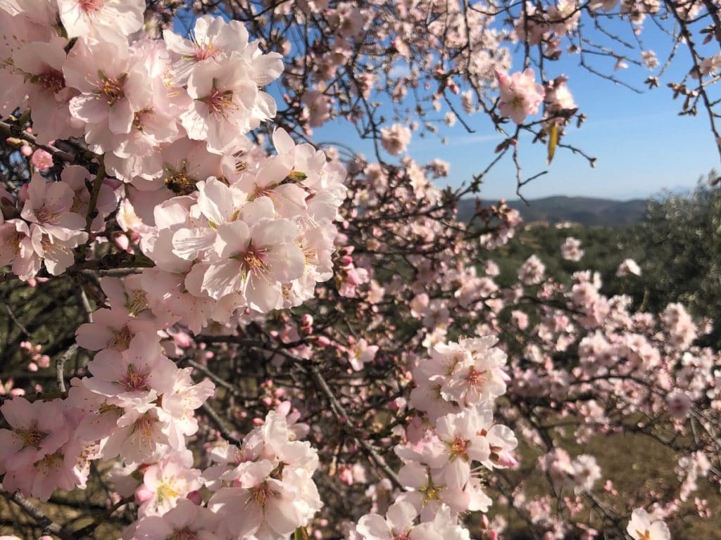 Los campos de cerezo y almendro en flor más bonitos de Andalucía