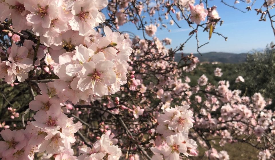 Los campos de cerezo y almendro en flor más bonitos de Andalucía