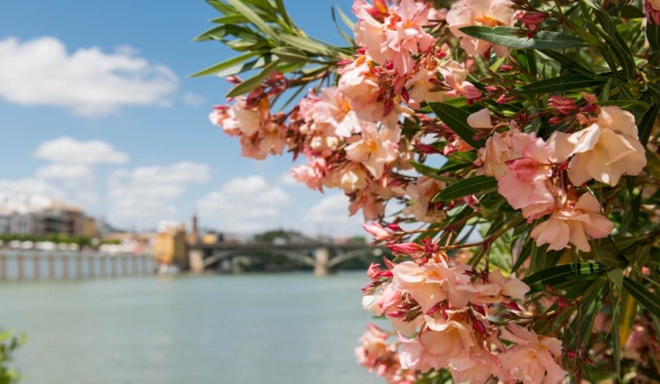 15 planes para vivir la esencia de Sevilla en primavera este mes de marzo