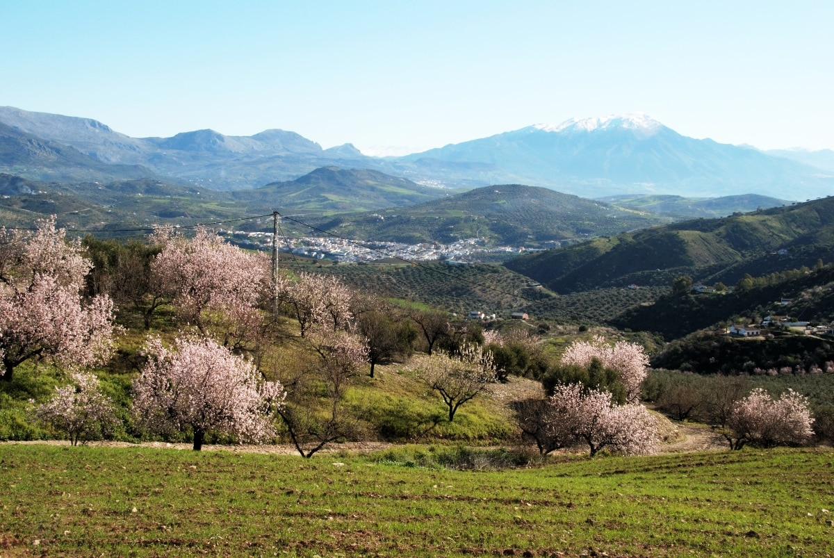 Campos de almendro y cerezo en flor Andalucía