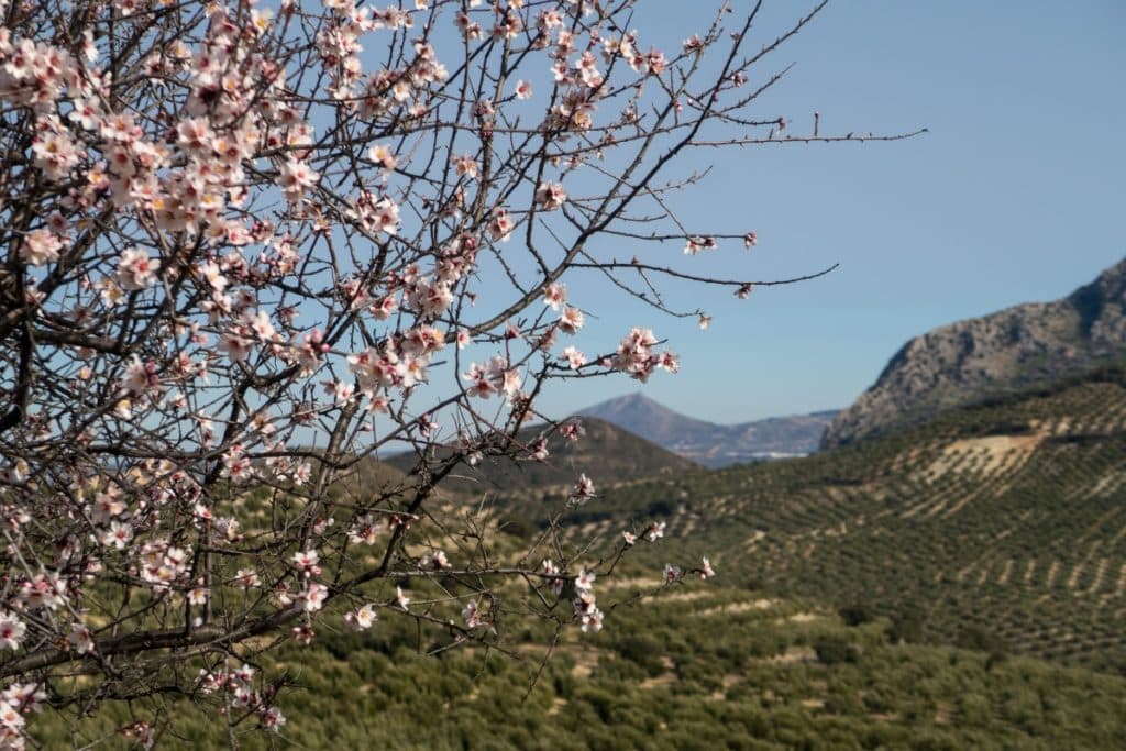 Campos de cerezo y almendro en flor Andalucía