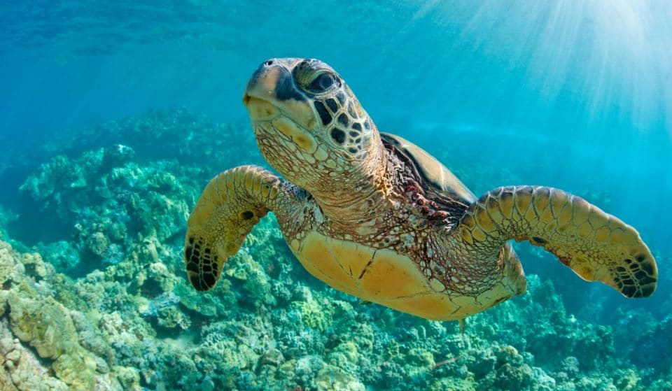 El Acuario lanza un campamento de verano en torno a las crías de la tortuga marina