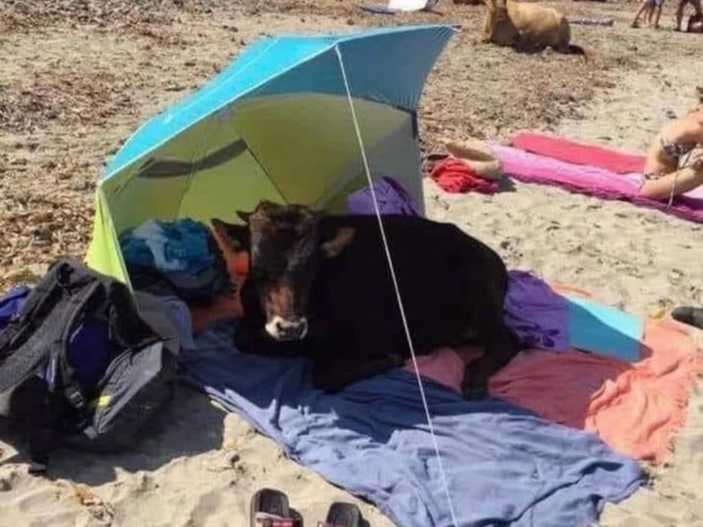 Una vaca retinta, a sus anchas bajo la sombrilla de un bañista en la playa de Bolonia