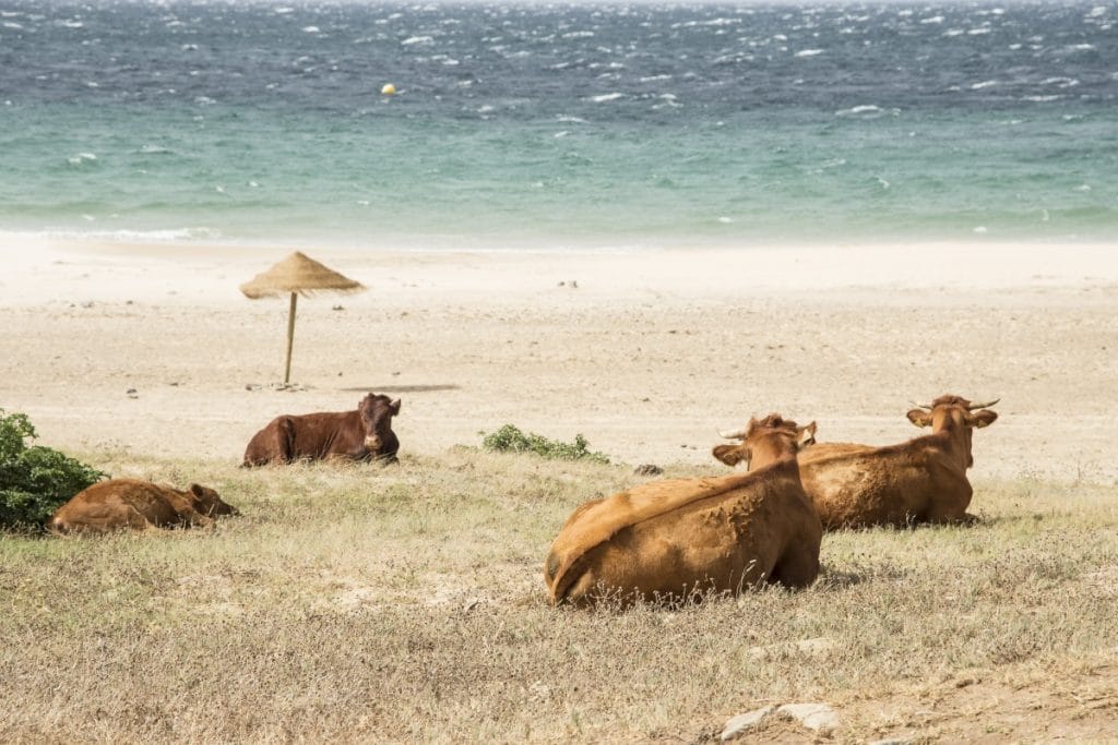 [Vídeo] Una simpática vaca retinta indica dónde está la playa de Bolonia