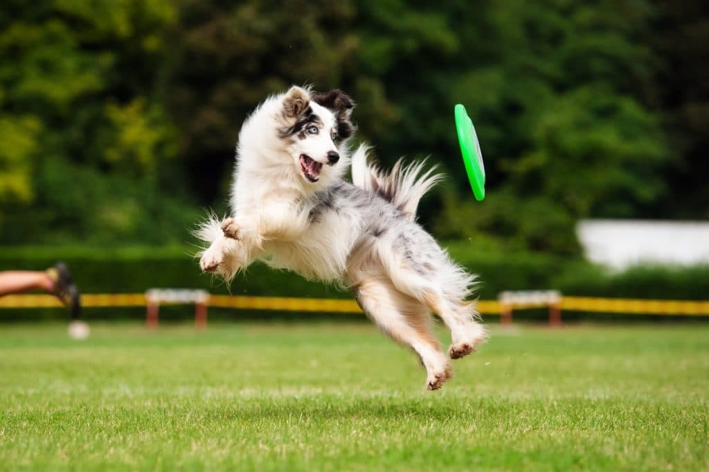 Una sorprendente exposición canina se celebrerá en el Parque del Alamillo