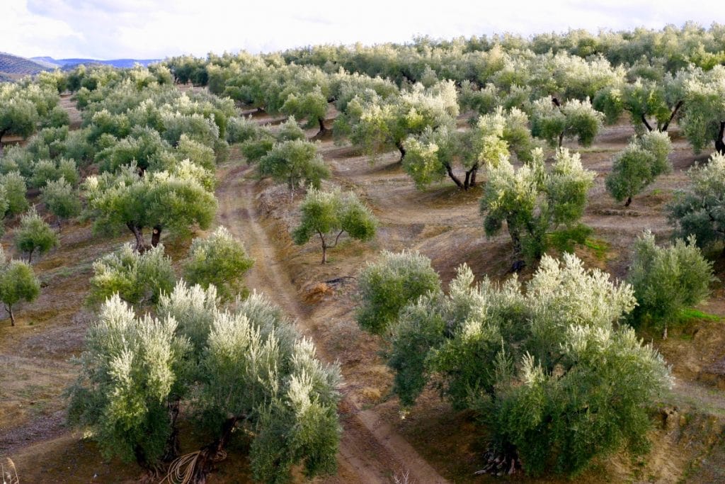 El mejor aceite de oliva del mundo se elabora a 2 horas de Sevilla