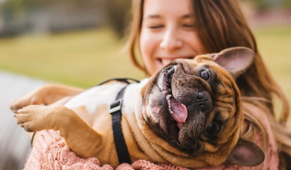 Los animales de compañías serán miembros de la familia a partir del miércoles