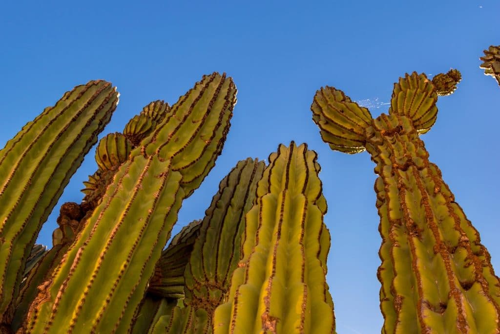 El cactus monumental de la Expo 92: la joya botánica que resiste en la Cartuja