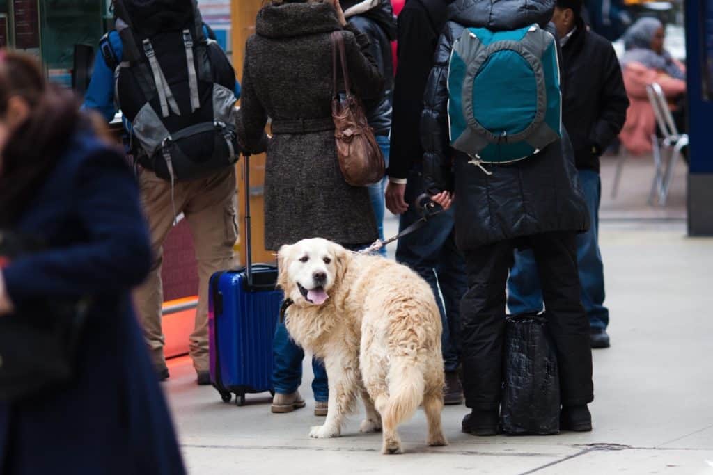 Renfe hará una prueba piloto para viajar con perros de hasta 40 kg en AVE