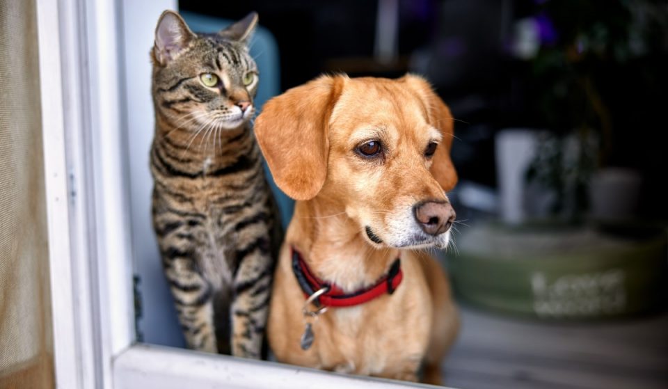 La venta de perros y gatos en tiendas quedará prohibida en toda España