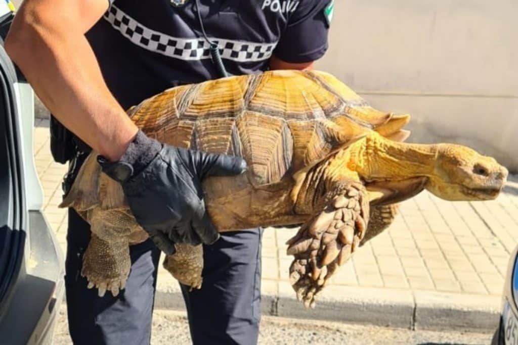 Una tortuga Sulcata, la más grande de África, aparece en el Guadalquivir