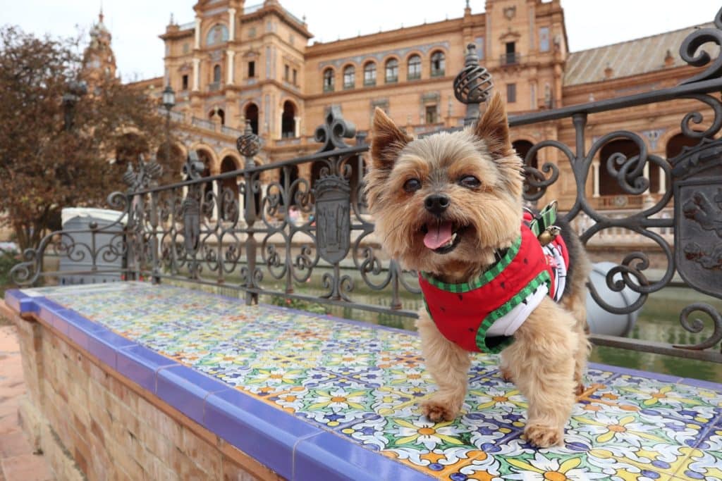 Ley de bienestar multas perros Sevilla