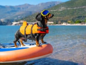 25 playas para perros en Andalucía: los mejores oasis para tus peludos