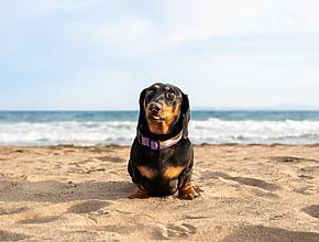 Matalascañas ya tiene playa para perros: ubicación y acceso