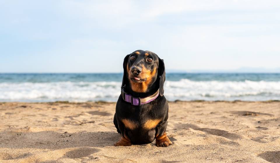 Matalascañas now has a dog friendly beach: location and access