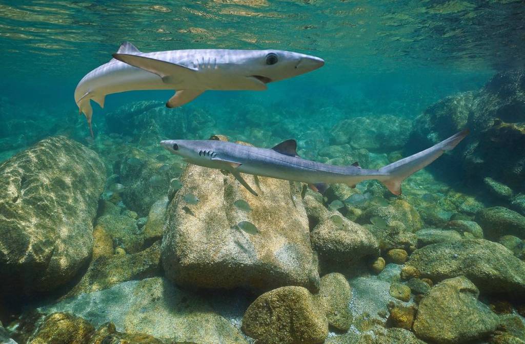 Tiburones azules Andalucía