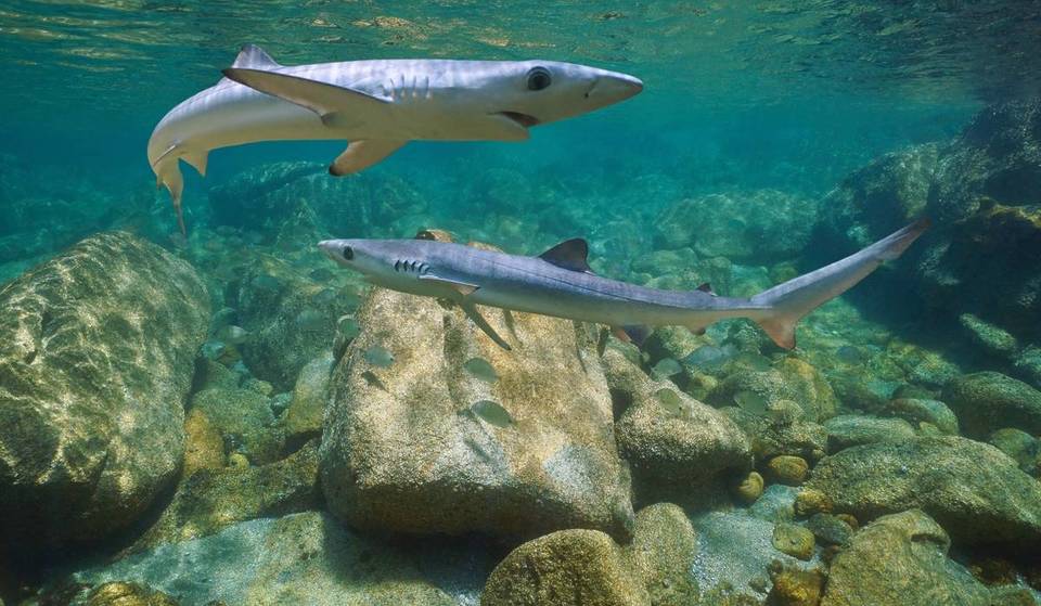 ¿Cuáles son las playas con más riesgo de tiburones en Andalucía?